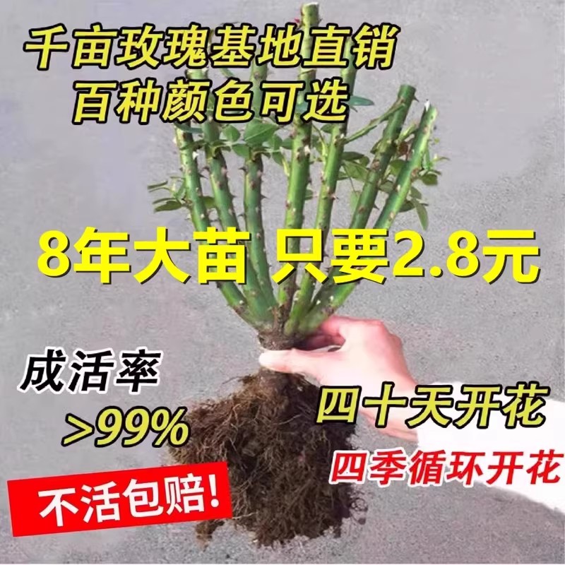 当季易活8年玫瑰花苗老桩特大花卉绿植物盆栽月季蔷薇室内外阳台