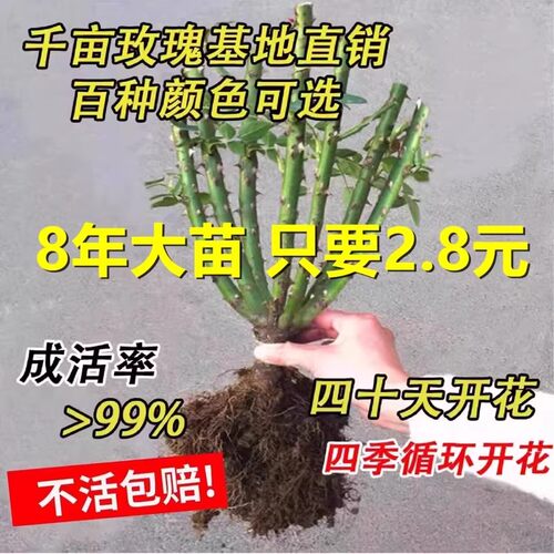 当季易活8年玫瑰花苗老桩特大花卉绿植物盆栽月季蔷薇室内外阳台