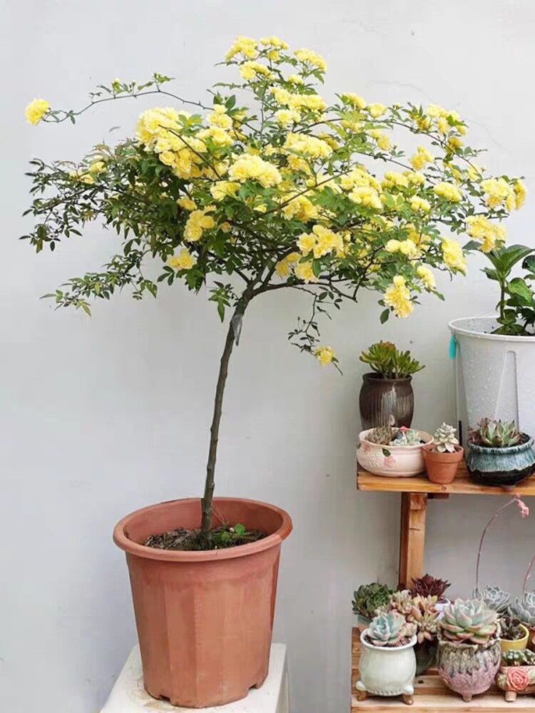 黄木香花棒棒糖盆栽老桩多头群开四季阳台庭院浓香室内花卉绿植物