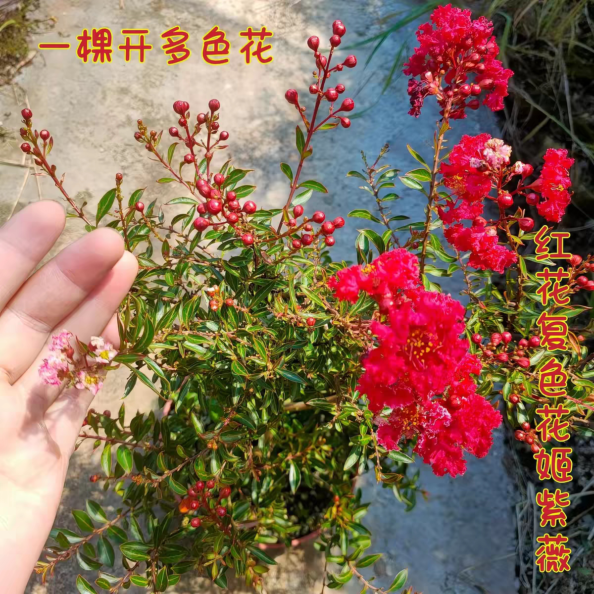日本进口姬紫薇 日本宫粉黑钻素材盆景绿植禅意矮生多灌木耐寒热