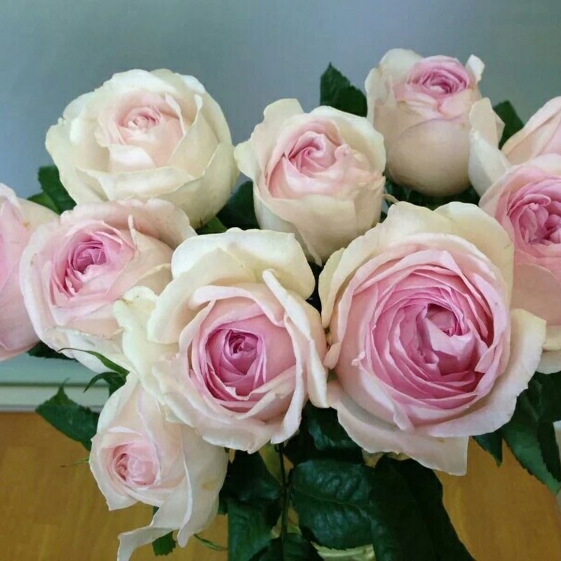 伊芙 婚礼盒 强香淡雅型灌木月季四季开花阳台庭院盆栽花卉