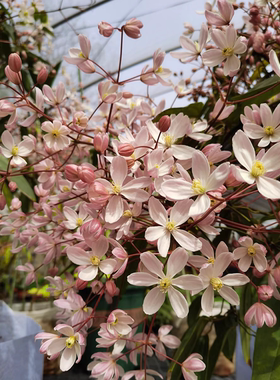 买5送1铁线莲小苗总汇 苹果花大花阳台庭院四季开花攀援植物花卉