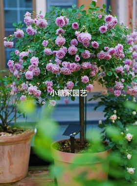 蓝色阴雨棒棒糖树状月季花树苗特大花玫瑰四季阳台庭院浓香可垂吊