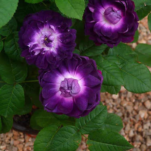 藤本月季总汇 黎塞留主教深紫色月季花苗 庭院 耐阴月季