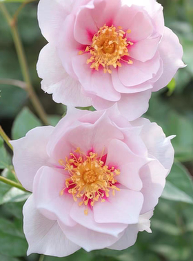 一见钟情  多头日本超新品花园木本玫瑰花苗盆栽阳台月季花卉