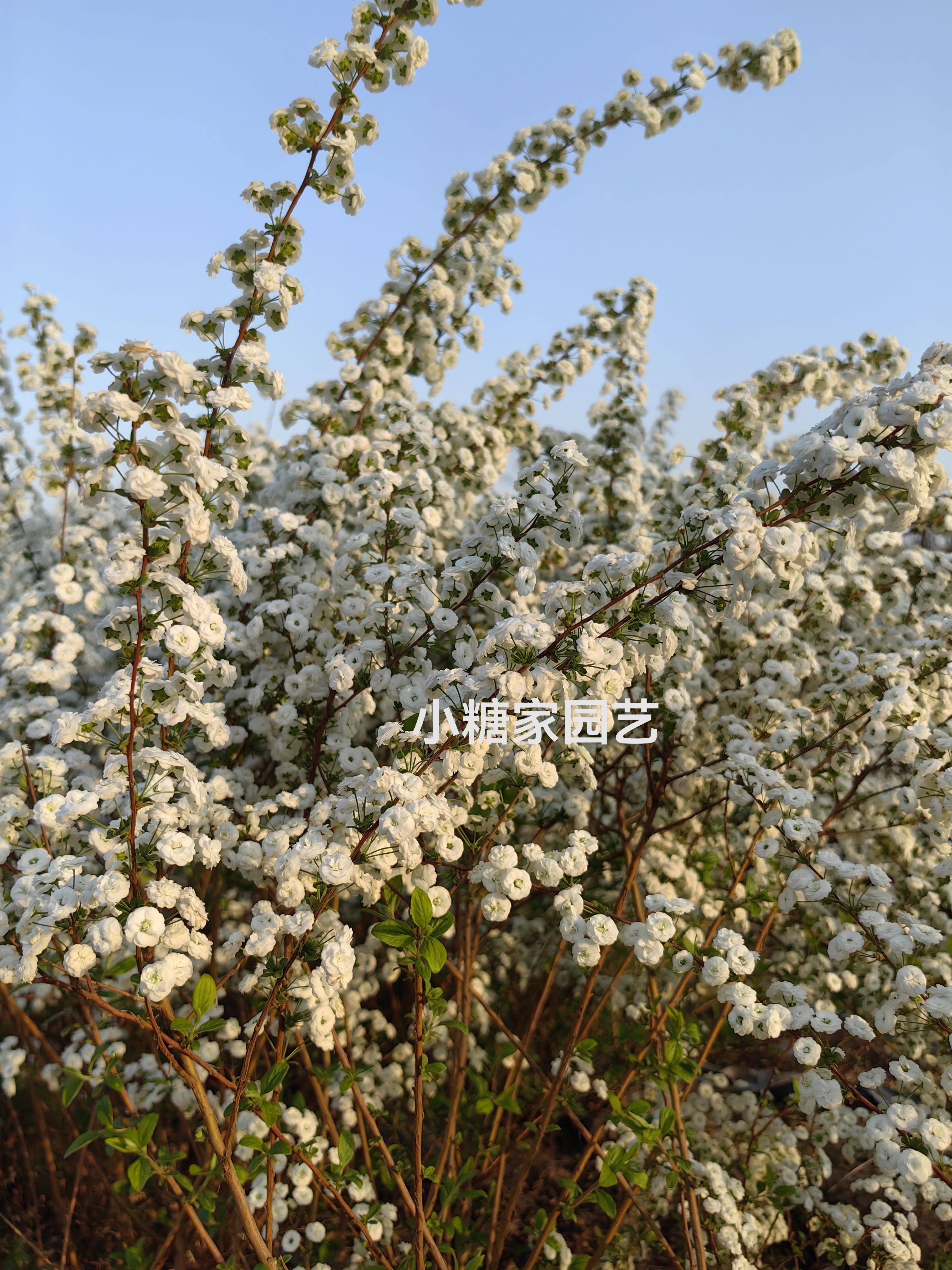 重瓣喷雪花树苗雪柳盆栽植物图片