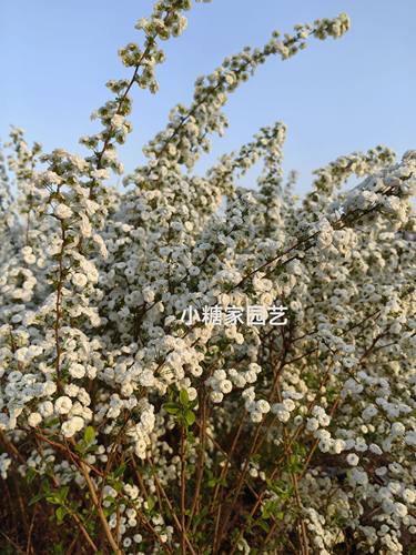 重瓣喷雪花树苗雪柳盆栽植物