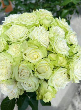 浪漫格林月季 玫昂 灌木大花 绿色 切花玫瑰 直立 勤花 抗病 耐开