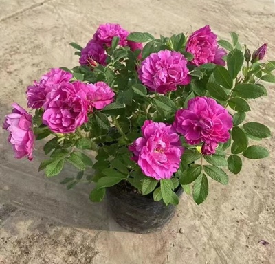 食用玫瑰花盆栽 平阴玫瑰大马士革玫瑰浓香花卉植物树苗月季花