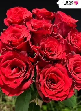 超新品正红色切花玫瑰【思念】耐旱耐寒抗病勤花切花玫瑰分枝性好