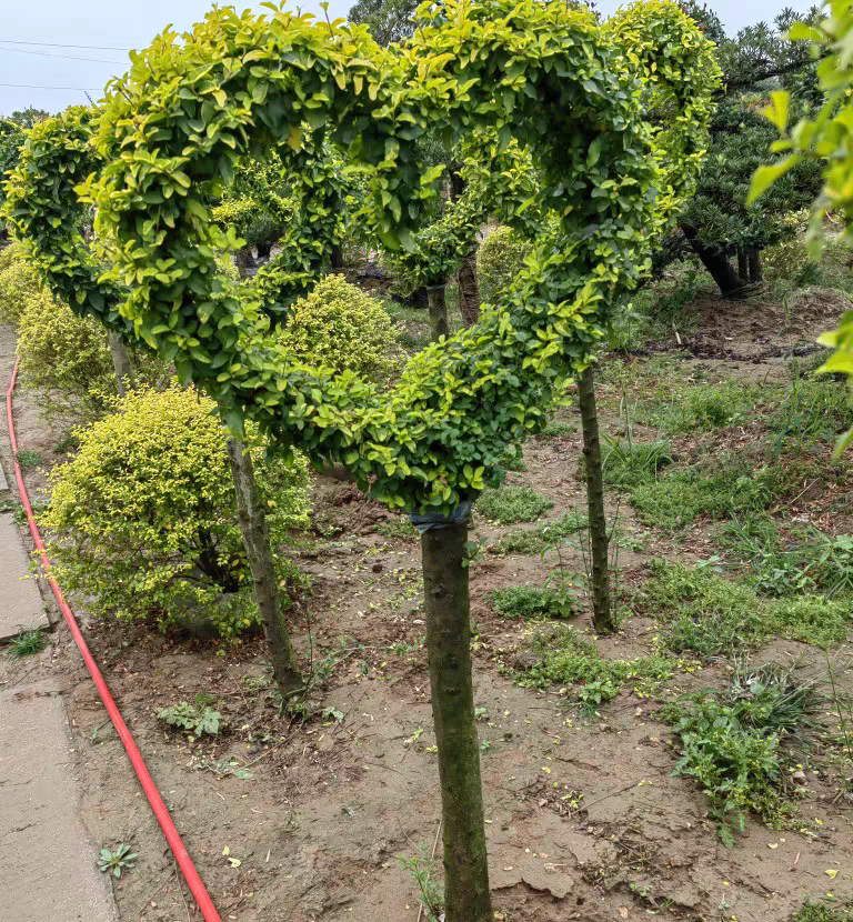 亮晶女贞川滇蜡树蓝冰柏柠檬之光棒棒糖花镜植物盆栽四季常青绿植