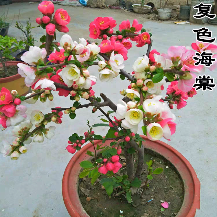 东阳锦复色海棠花景重瓣老桩