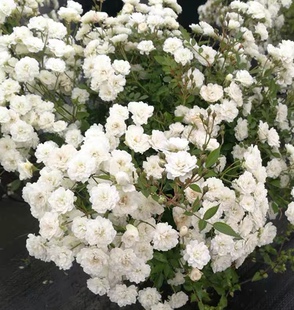 新品种微型月季总汇 雪月 室内奶萌小花多头爆花阳台盆栽花卉