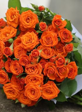 低价微型总汇阳台系列 橙色芭比 折射泡泡 多季勤花玫瑰盆栽花卉