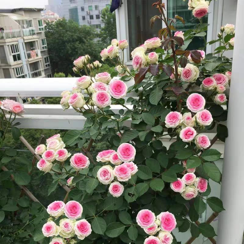 特惠藤本小伊甸园月季花苗阳台庭院爬藤多季多头花卉玫瑰植物