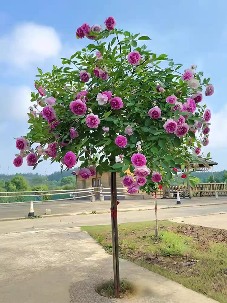 玛姬婶婶月季花棒棒糖盆栽玫瑰花树苗四季开花卉阳台庭院浓香垂吊
