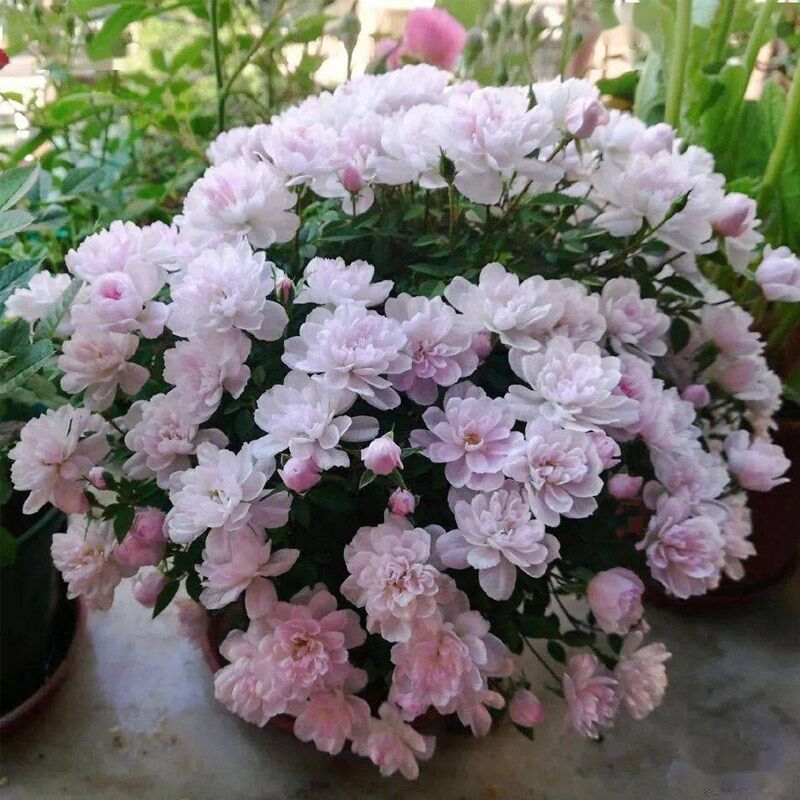 姬乙女迷你阳台月季四季