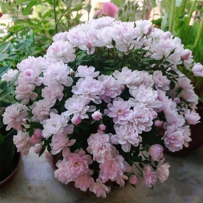 姬乙女迷你阳台月季四季