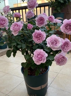 日月紫色强香切花月季 蜻蜓 波浪边直立性好四季阳台庭院盆栽花卉