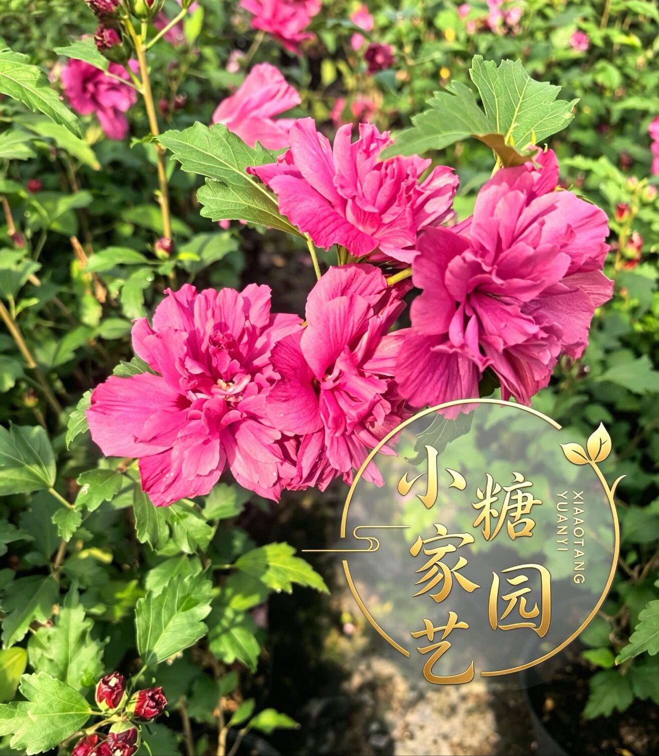 浅酒红色玫瑰木槿花树苗可食用夏秋开花植物庭院花园欧洲品种木槿