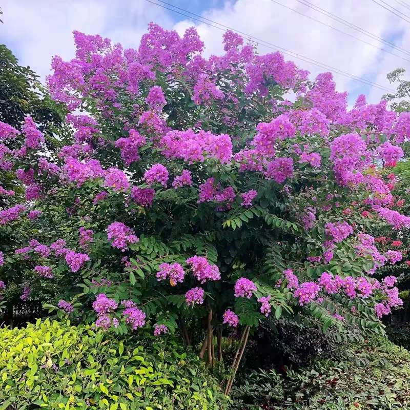高档别墅庭院风景树紫薇花苗