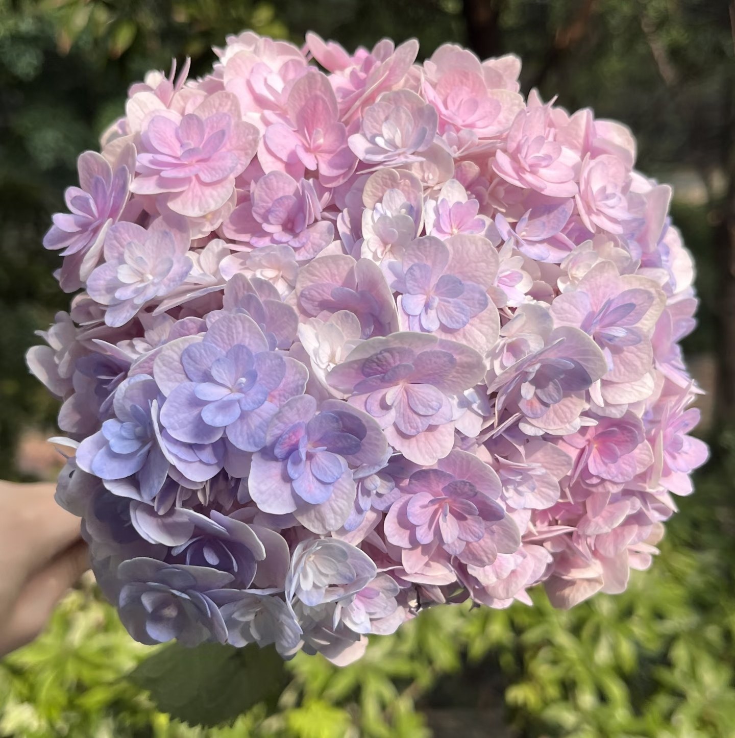梦心地绣球2加仑大苗苗盆栽植物好养的花苗庭院阳台可盆栽花卉