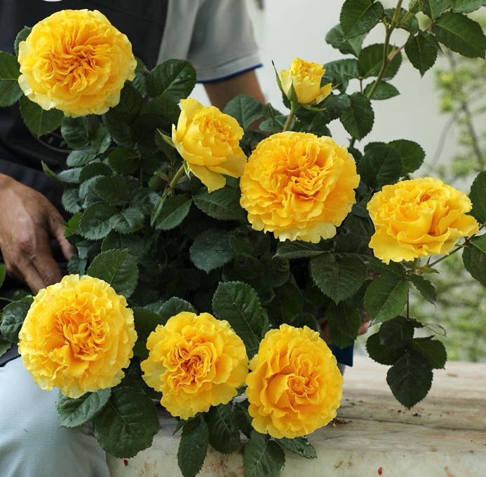 浓香阳台月季 贝壳 四季开花勤花玫瑰盆栽绿植矮小型月季花卉