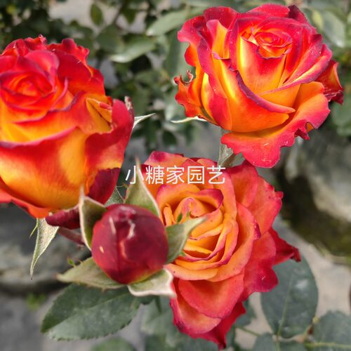 切花火焰复色特大花玫瑰月季