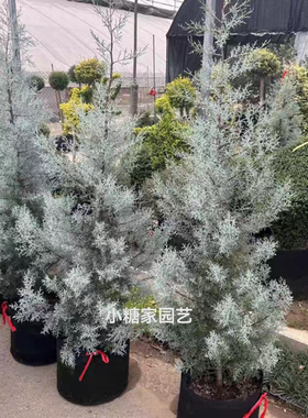 花境植物总汇蓝冰柏 ins风格多年生观叶柏树四季常绿耐寒耐热好养