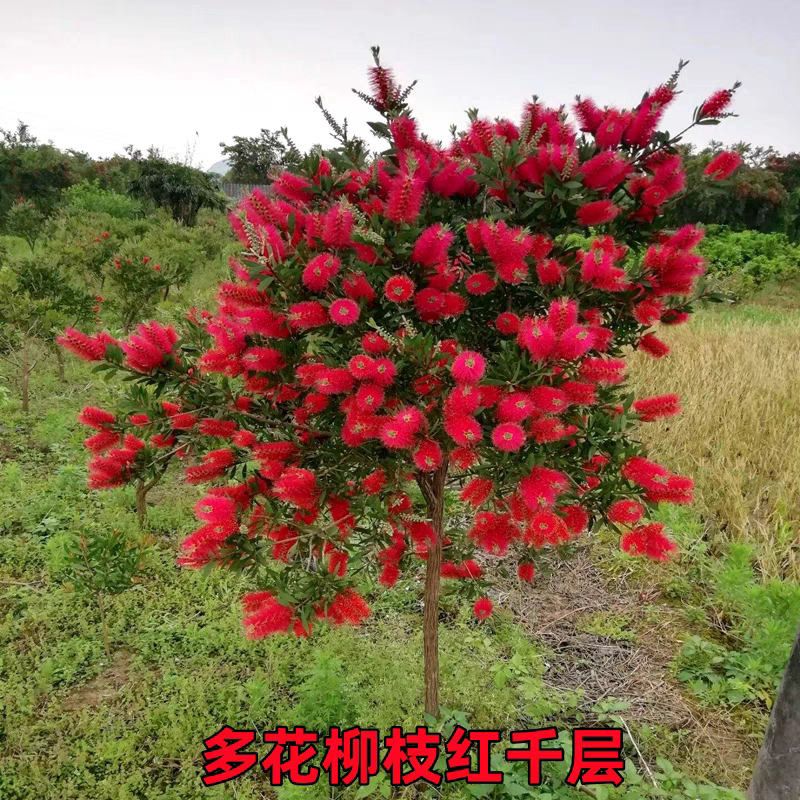 网红红千层树苗庭院植物门前风景树别墅园林绿化苗木耐冻耐寒绿植