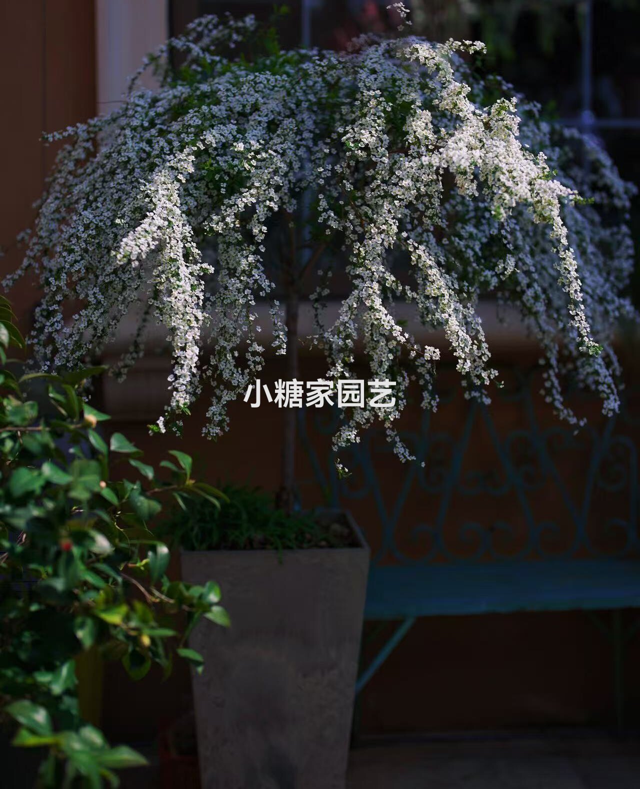 白色耐寒多年生植物庭院喷雪花图片