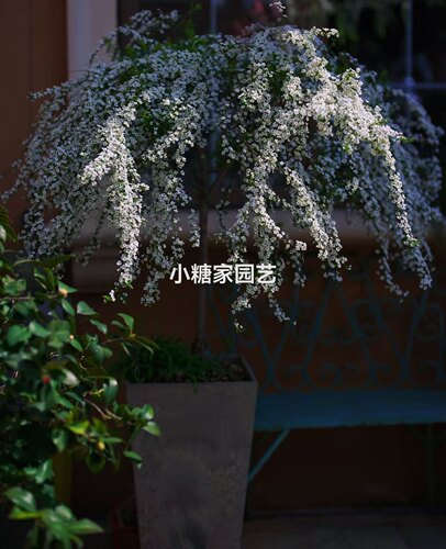 白色耐寒多年生植物庭院喷雪花