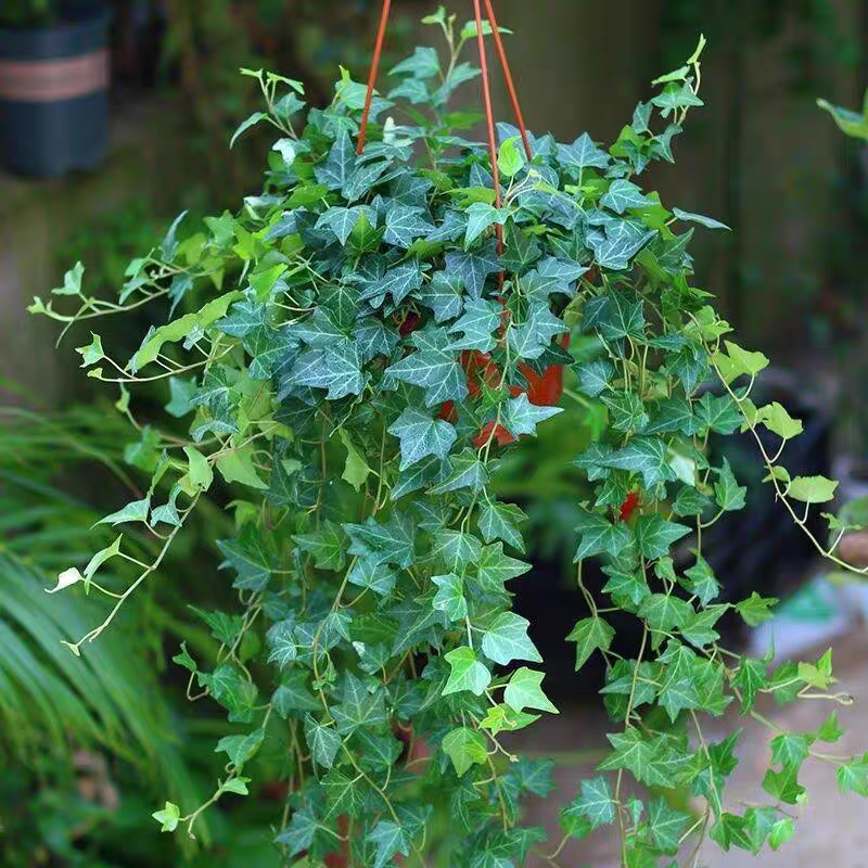 常春藤盆栽好养植物室内垂吊兰长春水培爬藤青叶花叶雪莹绿植花园
