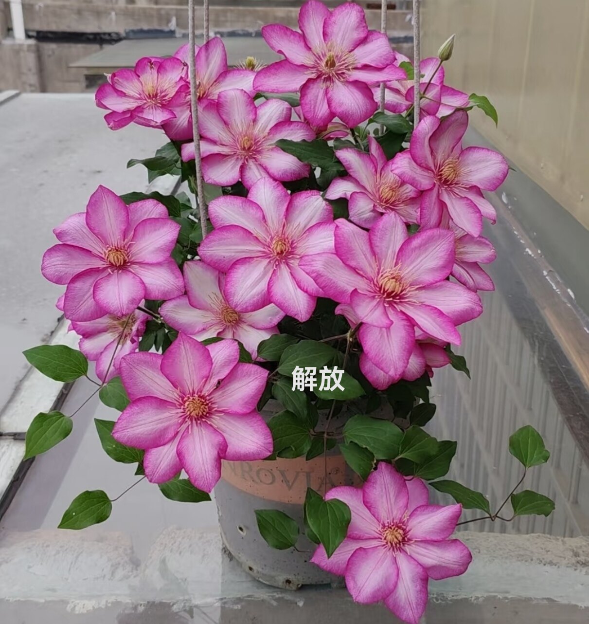 【2类】铁线莲解放爬藤花卉植物大花重瓣攀援阳台庭院四季包对版