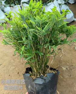 特价米竹盆栽丛生竹庭院植物水培绿植米竹苗盆景桌面阳台四季青