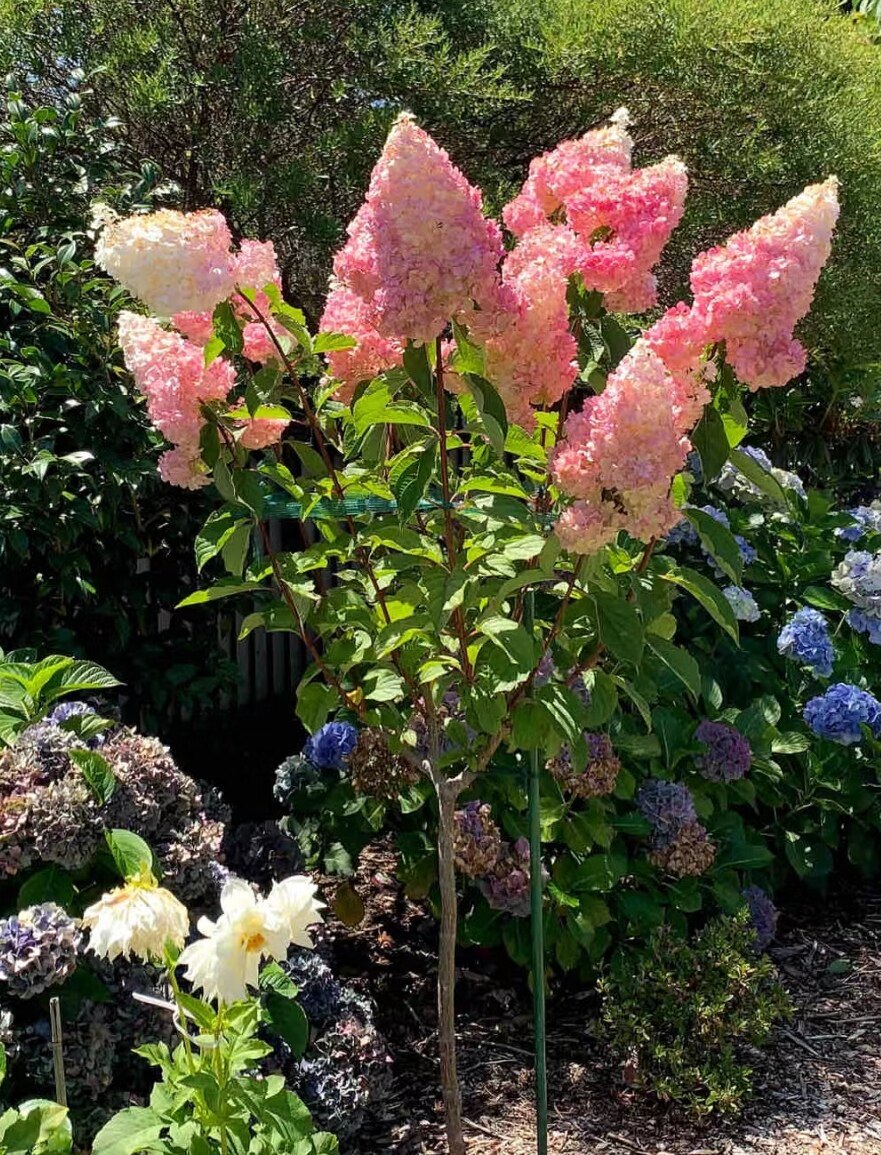 圆锥绣球树桩木本植物庭院树桩