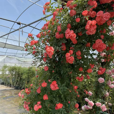 四季橙木香黄木香红木香花爬藤四季盆栽地栽庭院耐寒爬藤植物花