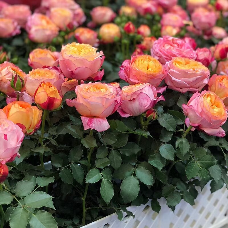 月季盆栽阳台四季开花