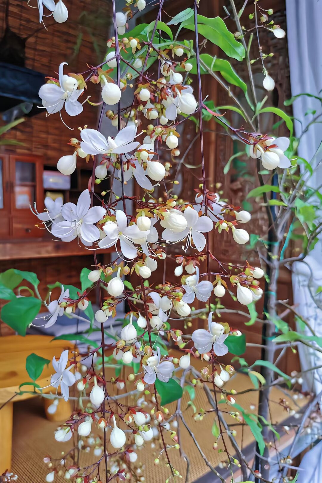 泰国红萼垂丝茉莉仙气十足开花植物花期长室内外木本植物植如初见