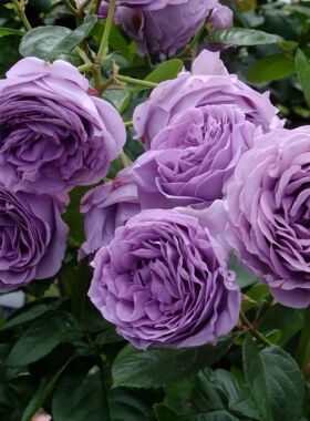 欧月 微蓝月季 大花多头 丰花 紫色包子 高温也紫色 阳台绿植盆栽