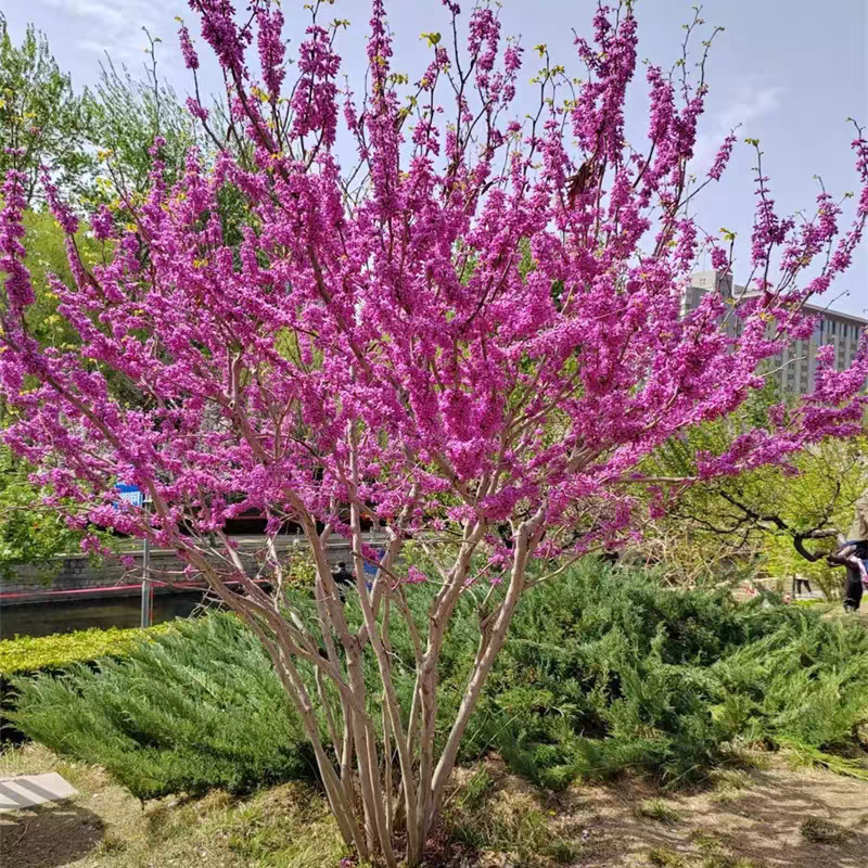 紫荆花树苗庭院室外耐寒观花卉