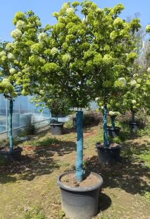 精品中华木绣球棒棒糖庭院别墅低维护大型乔木耐寒热花卉包对版