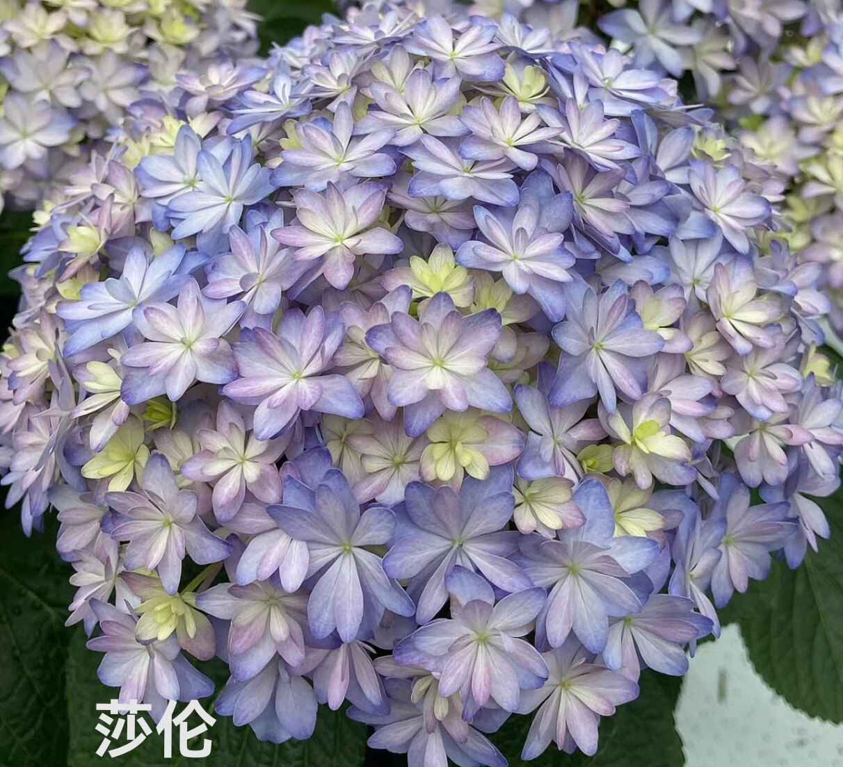 推荐新款人气绣球合集 列车杜鲁斯莎伦多年宿根庭院花园耐阴盆栽