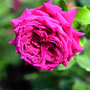 悠久的约定月季 灌木10加仑盆大苗大花强香直立粗壮 长势旺盛勤花