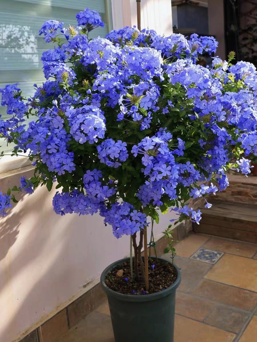 蓝雪花棒棒糖盆栽室外爬藤大苗植物老桩花卉带花苞造景庭院阳台花