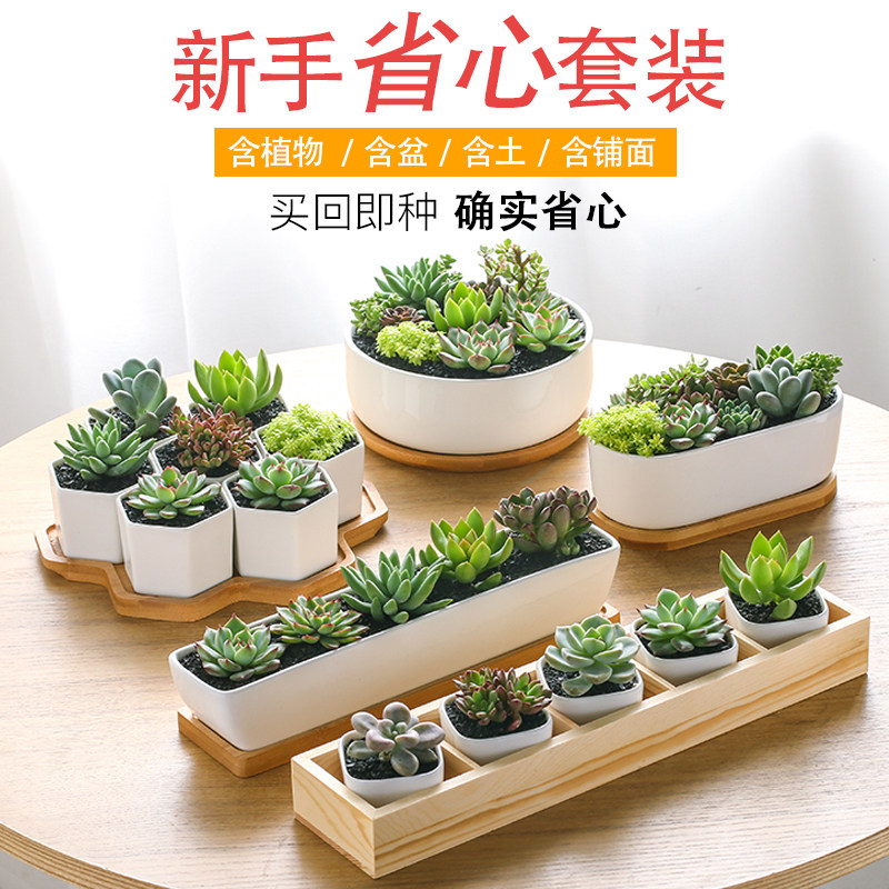 多肉植物新款含盆带土组合盆栽室内防辐射肉植物新手套餐超萌多肉,鲜花速递/花卉仿真/绿植园艺,多肉植物,淘宝优惠券,粉丝福利购,淘宝优惠卷