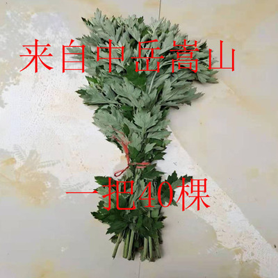 新鲜艾草整颗艾草艾叶长棵艾叶端午节挂门整把全株艾草叶驱蚊虫