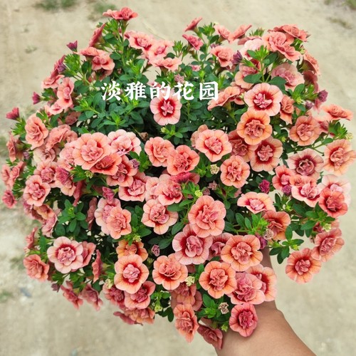 百万小玲庭院草本花卉盆栽大苗