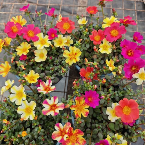 重瓣宿根太阳花开花盆栽夏季