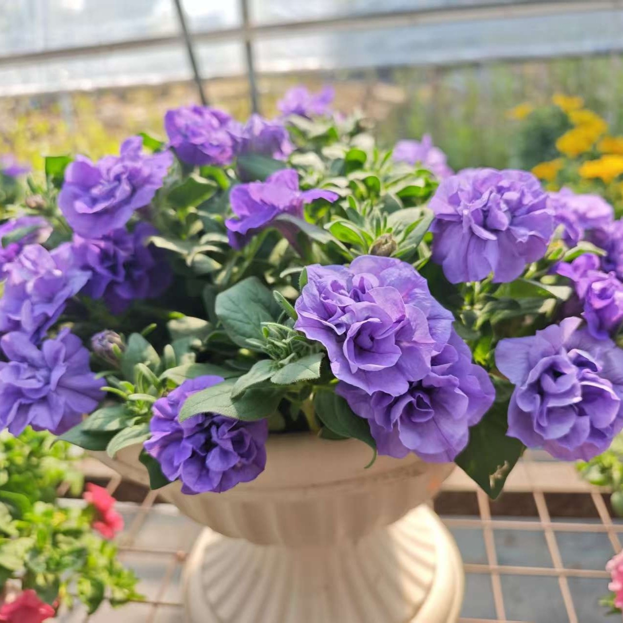 重瓣矮牛冰淡紫开花盆栽非常美的重瓣矮牛包邮,鲜花速递/花卉仿真/绿植园艺,时令草本花卉,淘宝优惠券,粉丝福利购,淘宝优惠卷